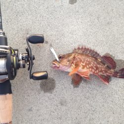 初のベイトタックル